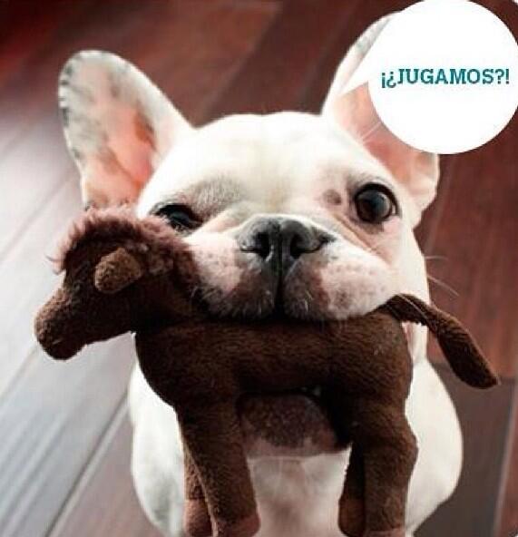 AnimalPlanetPic's tweet photo. #MotivosParaExtrañarte
¡¡Ya llegaste
Que emoción
¿Dónde estabas?
Te extrañé
¿Por qué tardaste tanto?!!

—Tu perro. http://t.co/5x9ck1GQn2