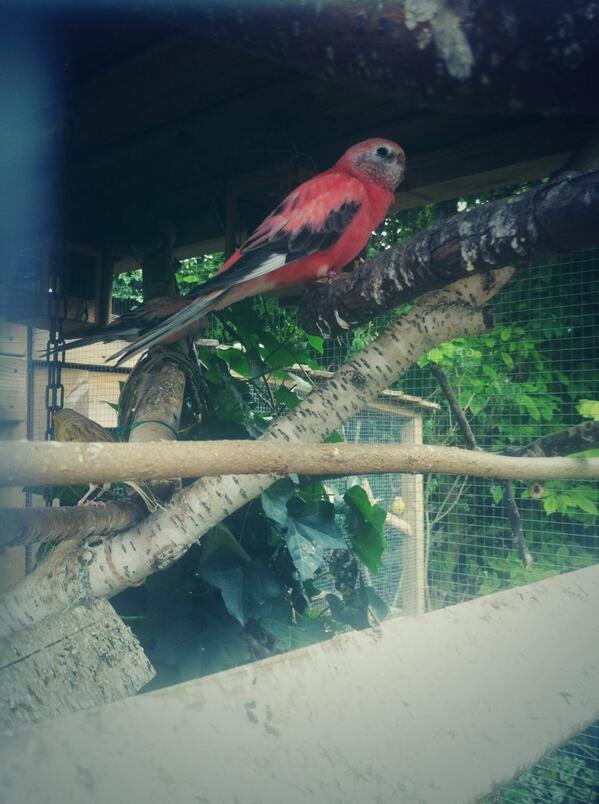 hannahslinger's tweet photo. Ik heb een nieuw huisdier!! Roze vogel! http://t.co/HtYa7yTQSh