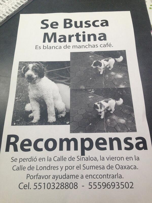 danigtzponce's tweet photo. Ayúdame a encontrar a mi perrita Martina http://t.co/Zo596U2zsD