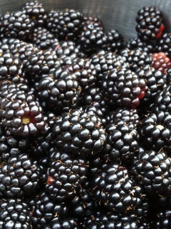 Und hier das Brombeerglück, lecker! :)