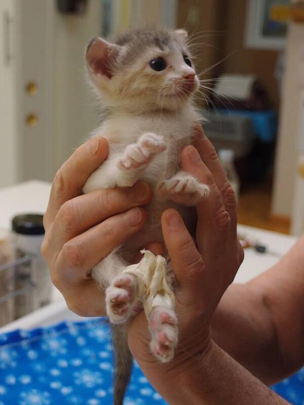 TheCatNetwork's tweet photo. Please help anipals @ShadowCatsTexas win 5k to help special needs cats! Vote: http://t.co/RkLKaNcRbY #AnimalRescue http://t.co/9LRr3oWRN1