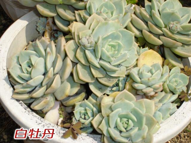O Xrhsths 濱爺 Sto Twitter 多肉植物 ベンケイソウ科 エケベリア属 白牡丹 ロゼット型 白っぽい薄緑の葉 最初は育て方がわからず 増えなかったが 最近は増えすぎの傾向あり 葉やけがきつい うまく育てればもっと奇麗な葉になるはず Http T Co Z6585ard5u O Xrhsths 濱爺 Sto Twitter 多肉植物 ベンケイソウ科 エケベリア属 白牡丹 ロゼット型 白っぽい薄緑の葉 最初は育て方がわからず 増えなかったが 最近は増えすぎの傾向あり 葉やけがきつい うまく育てればもっと奇麗な葉になるはず Http T Co Z6585ard5u