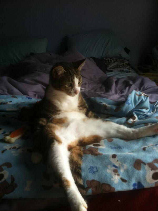 LeezyC's tweet photo. Hey @Huntermoore does Allan ever sit like this? #mycatcoolin http://t.co/cUyoLL0hU7