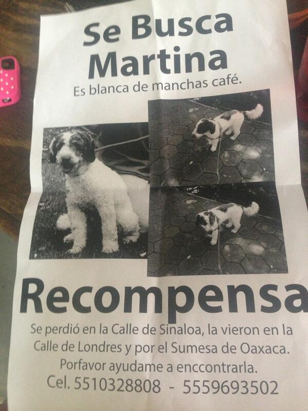 danigtzponce's tweet photo. @AnimaliaAdopta  me podrían ayudar a rt para encontrar a mi perrita http://t.co/BIQpJowKKq
