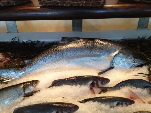EricCutillo's tweet photo. 18 pound #wild Pacific king salmon on display @KymaRestaurant #hookandline http://t.co/8wYl3QBnVU