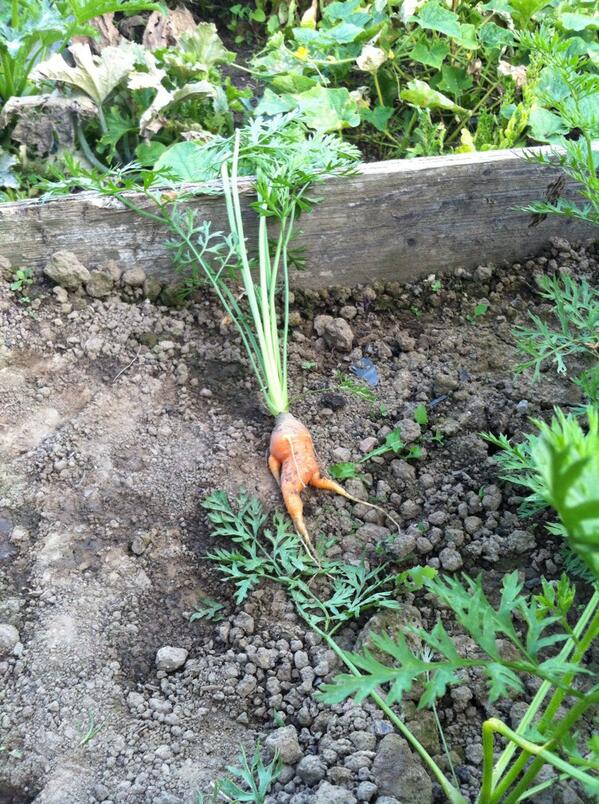 ProudCloudStuff's tweet photo. Found this carrot trying to escape from our veg patch today. Unfortunately had to put a stop to it. http://t.co/wz5W4uszMt