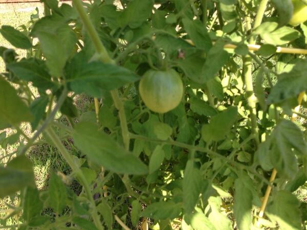 sbmeeks's tweet photo. One of 7 tomatoes !!! Whoop http://t.co/OxyrmdNtWD