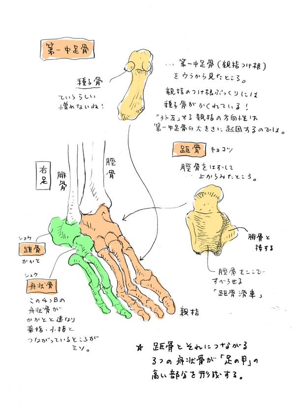 「親指・人指し指・中指」と「薬指・小指」は別系統だと考えると描きやすいのかな。
親指だけが外反する根拠は親指の付け根(第一中足骨)が大きいせいと考えるのがよいかも。 