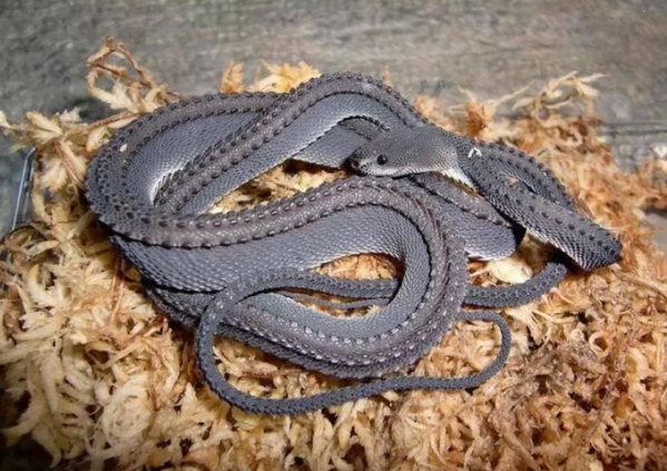 AmazingEarthPic's tweet photo. Spectacular dragon snake! #Yikes http://t.co/LQO6kuYdGF