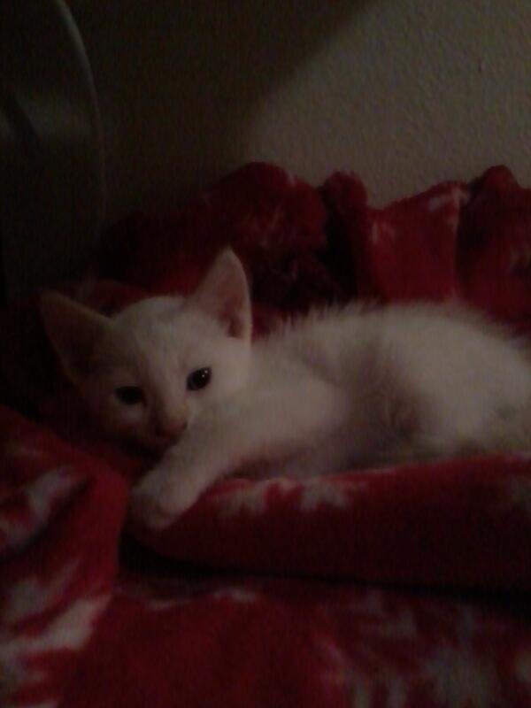 nicole_jacobo10's tweet image. Idk what to name him  :$ #kittynames