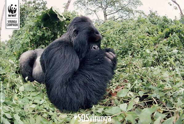 Animals like this gorilla are at risk from oil exploration. Say no at bit.ly/SOSVirun#SOSvi…
