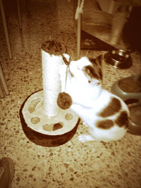 Angela_LM89's tweet photo. Con su nuevo juguete! :) http://t.co/bmNTWdVR3A