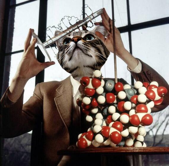 Cat_Science tweet picture