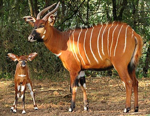 bongo for rhino cracked bongo for rhino cracked