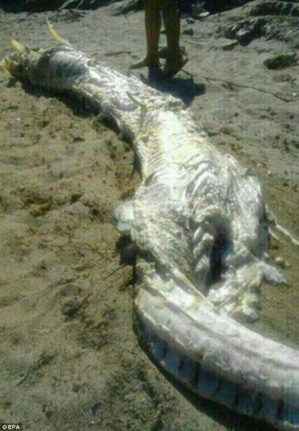 Unidentified 13ft-long horned SEA MONSTER washes up in Spain dailym.ai/12vwi8j
