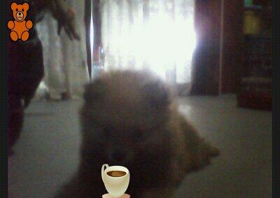 GenoFreedom's tweet image. ดูสิหมา กำลังจะ กินกาแฟแล้ว