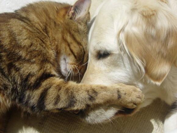 上手な犬のしつけ方 Duduxuzafodu Twitter 上手な犬のしつけ方 Duduxuzafodu Twitter