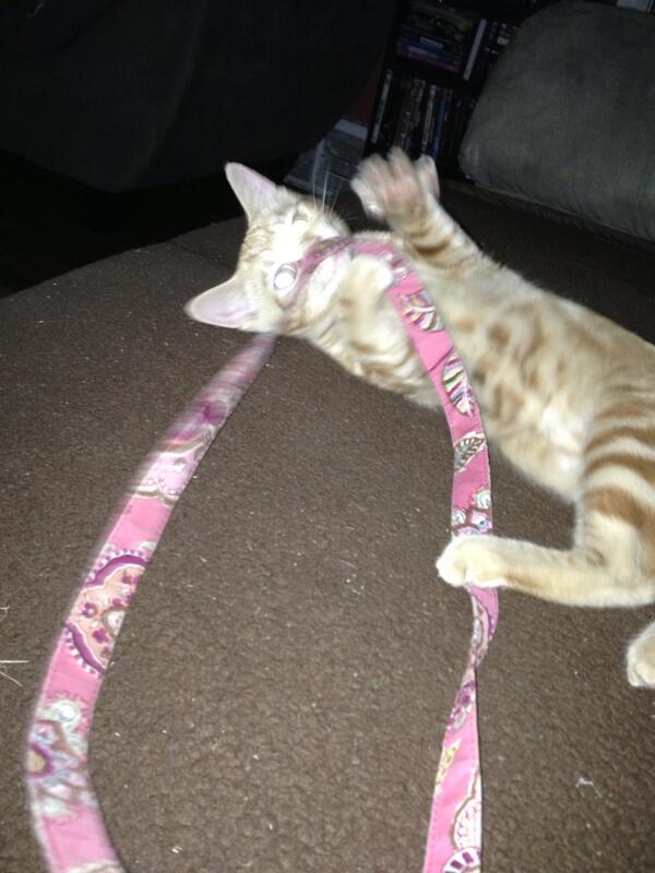 ashleyamorley22's tweet image. My kitty isn't so small anymore... #naughtyboy #outsidecat #butsocute