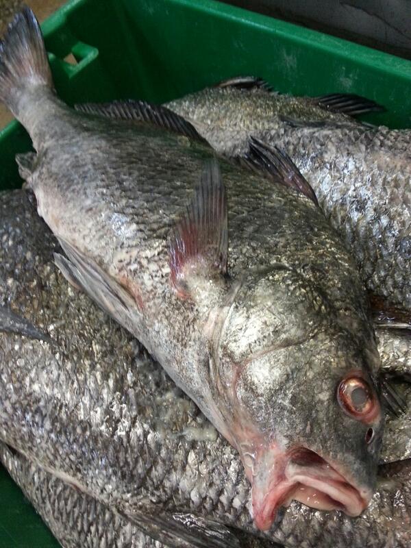 Puppy drum looks like it is right off the hook!!!