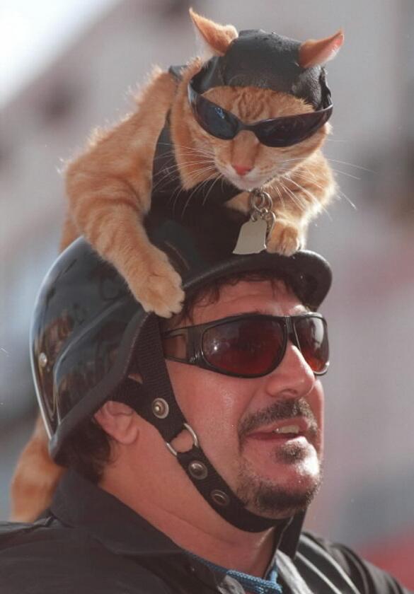 oboltus_com's tweet photo. Котофото – 3 #lol #кошки http://t.co/2LMok2qXBI