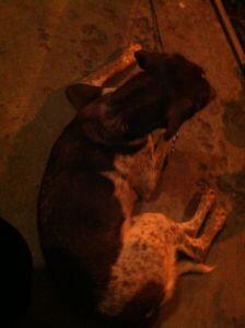 PtboFinds's tweet photo. #Found dog around 10pm last night; Water St. Brown &amp; white spotted beagle/Springer spaniel mix http://t.co/T1FndN9daq http://t.co/LOZK8ntU9O