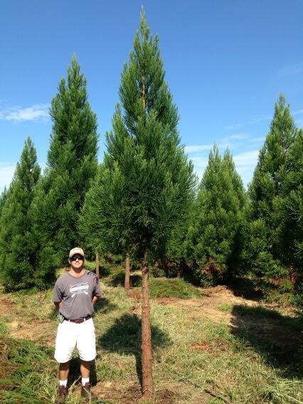 Hunter_Trees's tweet image. Cryptomeria radicans. Limbed up. That is a #cooltree!