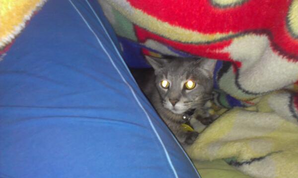 #catcave