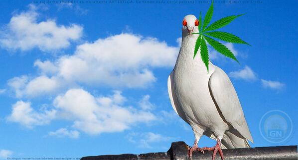 GobNacional's tweet photo. Arrestan a Palomas traficando Marihuana - http://t.co/JCKiK1dcm2 <<< http://t.co/QNMEhU2qZ7