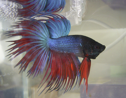 Рыбка петушок синий. Петушок сиамский супердельта. Рыбка петушок коронохвостый. Бойцовые петушки рыбки. Что есть рыба петушок.