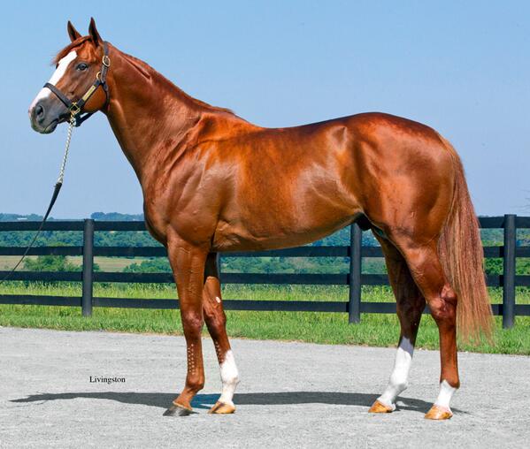 I have a feeling my brother El Padrino will be popular at stud next year... <a href="/LGSRacing/">LGS Racing</a>
