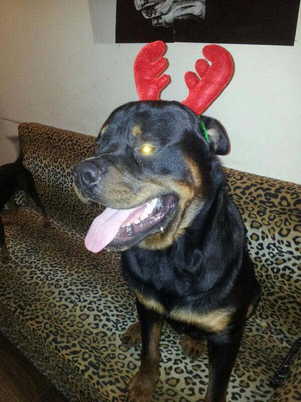 DiabloInk's tweet photo. evil reindeer. http://t.co/UcAvAPr2Zp