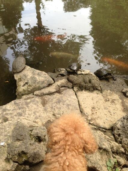 72chTsuda's tweet photo. 御対面。
(・ω・)ノ          ！(◎_◎;)
よッ                  ウガッ http://t.co/1qQGJhZr1E