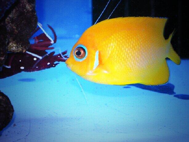 Tweets With Replies By 海水魚bot Kaisuigyo Bot Twitter