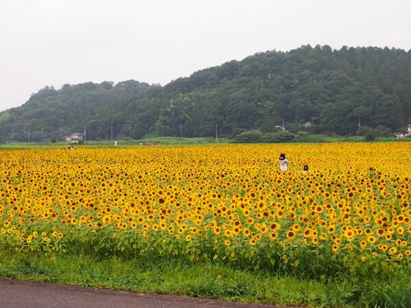 Mashiok Twitter Search