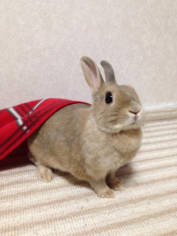 CuteUsagiPics_'s tweet photo. ひょこっ https://t.co/on824Ai2AI