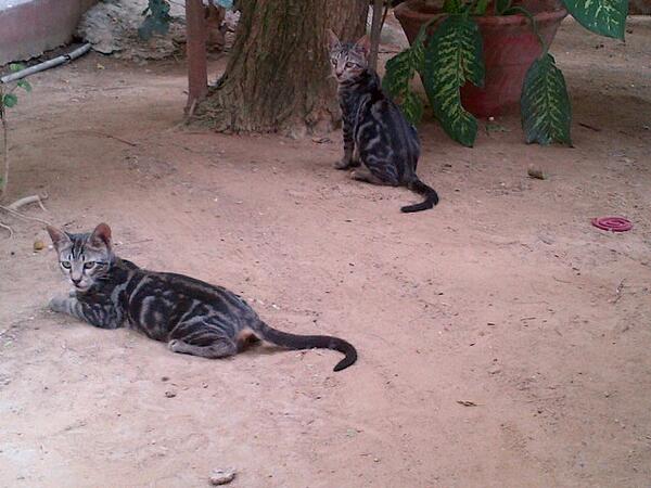 AseefaBZ's tweet photo. @BakhtawarBZ look how big my babies have gotten ! :D #CatCray http://t.co/aX40Gg1Qa0