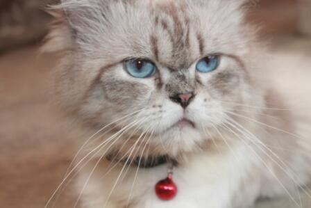 RT <a href="/kkubonn/">Ryan Alpha</a>: For Sale! Persia Medium, Male, 12,th, Price 2 Jt, For Mor Info 081931394141/ 278003ca  |