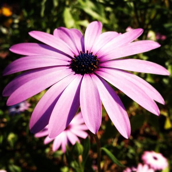 LookBeauty's tweet photo. A purple flower http://t.co/TfbJhv3DnW
