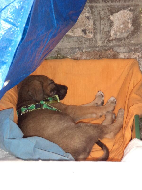 LukeSure100's tweet image. La prima notte di Peter in casa Centofanti!