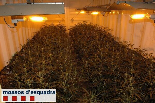 A3Noticias's tweet photo. Los Mossos detienen a un hombre por cultivar en su casa 3.791 plantas de marihuana
http://t.co/1SxxPo3Tn3 http://t.co/vRbX1kayGM