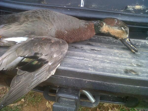 talleybottoms2's tweet photo. Awesome brewer duck i killed http://t.co/L2UyVUiBGU