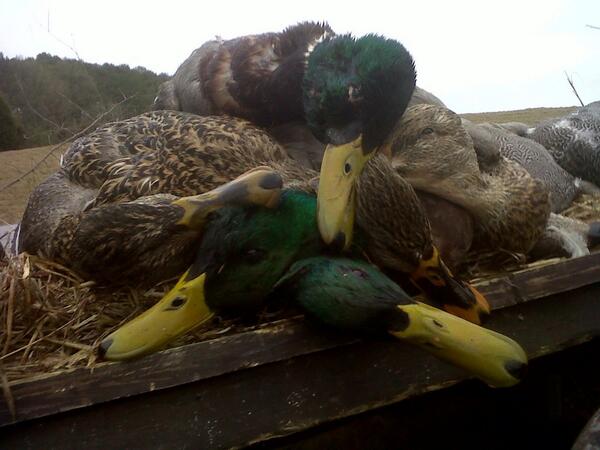talleybottoms2's tweet photo. Nothing better than i little green! http://t.co/8al4nhvrwQ