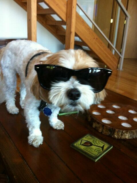 fzfzfz's tweet photo. Scooter at the Lake #betula He's not as mean as he looks. http://t.co/HqxTJeuHii