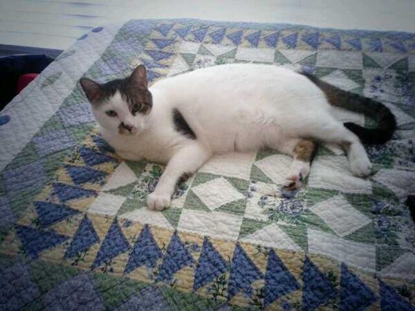 DannyNubes's tweet image. Y d repente entro a mi cuarto y encuentro un gato en mi cama