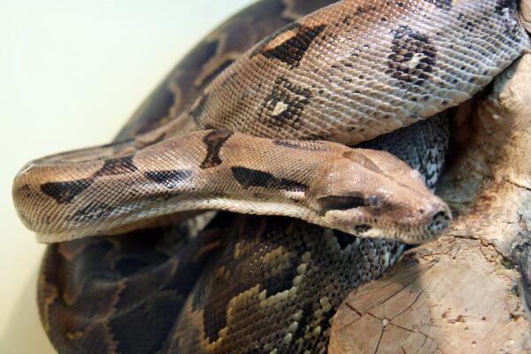 Обыкновенный удав. Удав обыкновенный boa constrictor. Питон в квартире. Боа констриктор констриктор. Удав главная.