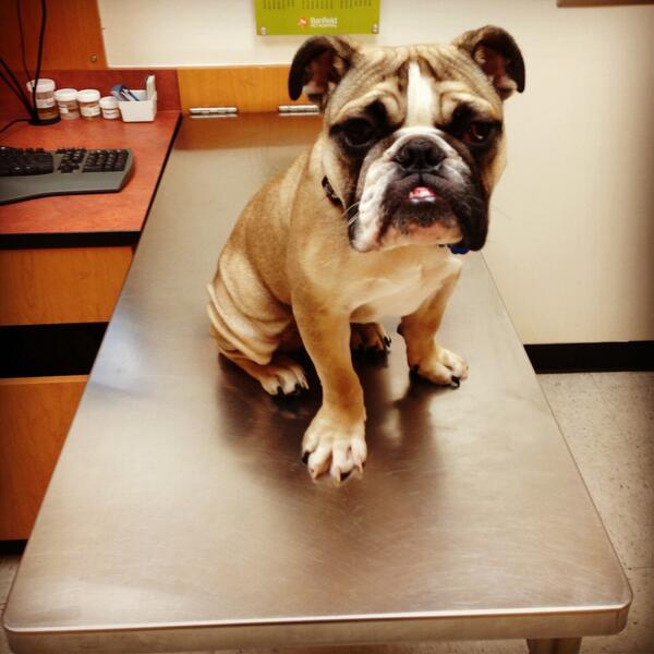 Mad_Curls's tweet photo. Apart from these moments,he really does love the vet!Dr.Ford #Banfield #MontgomeryPlaza #DFW rocks! http://t.co/yNISEj0OdF