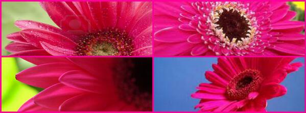 cyanet86's tweet image. via pizap.com