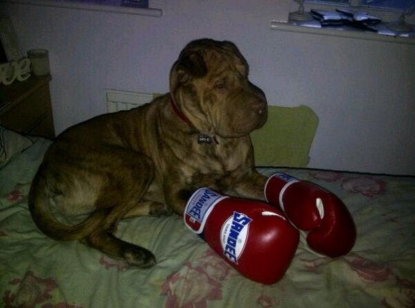 dazz_morris's tweet photo. @SandeeThailand @FIGHT_SHOP @Fightpics just dogging the brand :-) http://t.co/4w9B3r5xPm