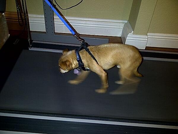 SnickersYap's tweet image. It's so hot on my paws outside, I have to go for walk on the #treadmill