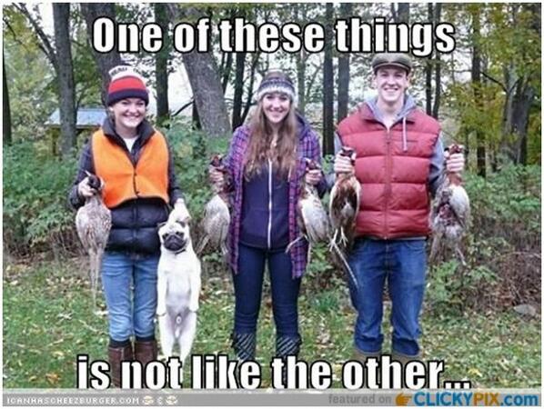 ClickyPix's tweet image. 21 of One of these things is not ... - clickypix.com/21-of-one-of-t… #FunnyPictures #OneOfTheThings #SesameStreet